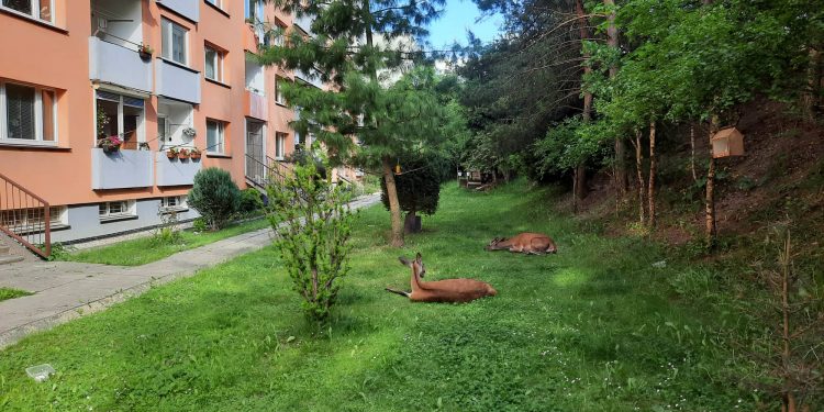 Jelenia zver je na Klačne atrakciou. Kŕmiť by ste ju však nemali