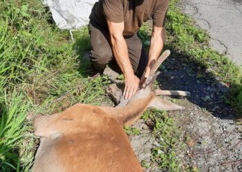 Na Klačne odchytili mladého jeleňa. Nasledovať bude ďalšia jelenia zver