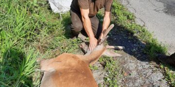 Na Klačne odchytili mladého jeleňa. Nasledovať bude ďalšia jelenia zver