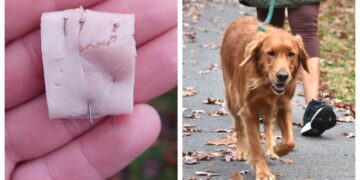 V Ružomberku sa pred časom opäť objavili nebezpečné návnady pre psy. Na aké ďalšie nástrahy si dávať pozor? 