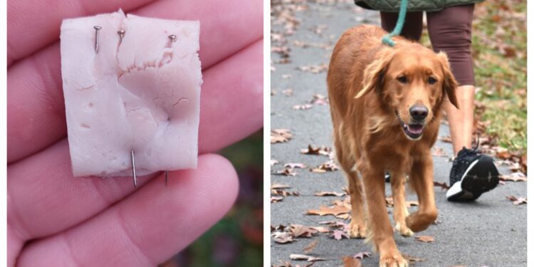 V Ružomberku sa pred časom opäť objavili nebezpečné návnady pre psy. Na aké ďalšie nástrahy si dávať pozor? 