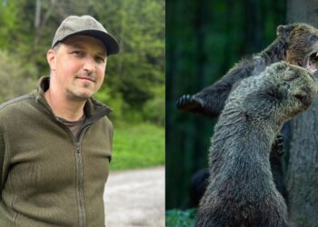 Zúriace medvede z Veľkej Fatry vyhrali Liptákovi prestížnu fotografickú súťaž