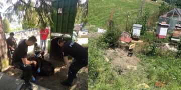 Problém s medveďmi v Ružomberku pokračuje: Na cintoríne inštalujú elektrický ohradník