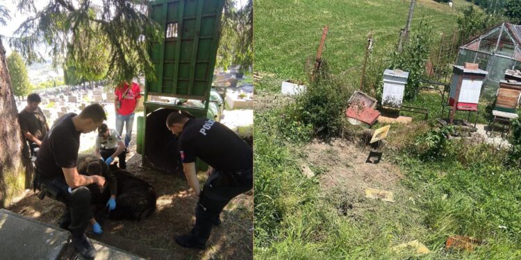 Problém s medveďmi v Ružomberku pokračuje: Na cintoríne inštalujú elektrický ohradník