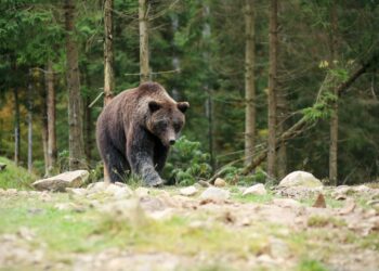 Pri Ružomberku boli usmrtené dva medvede
