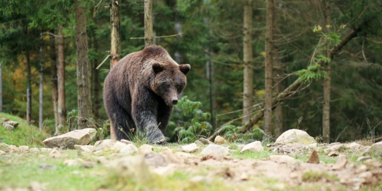 Pri Ružomberku boli usmrtené dva medvede